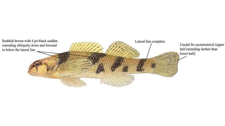 Maryland-Darter | citybiz