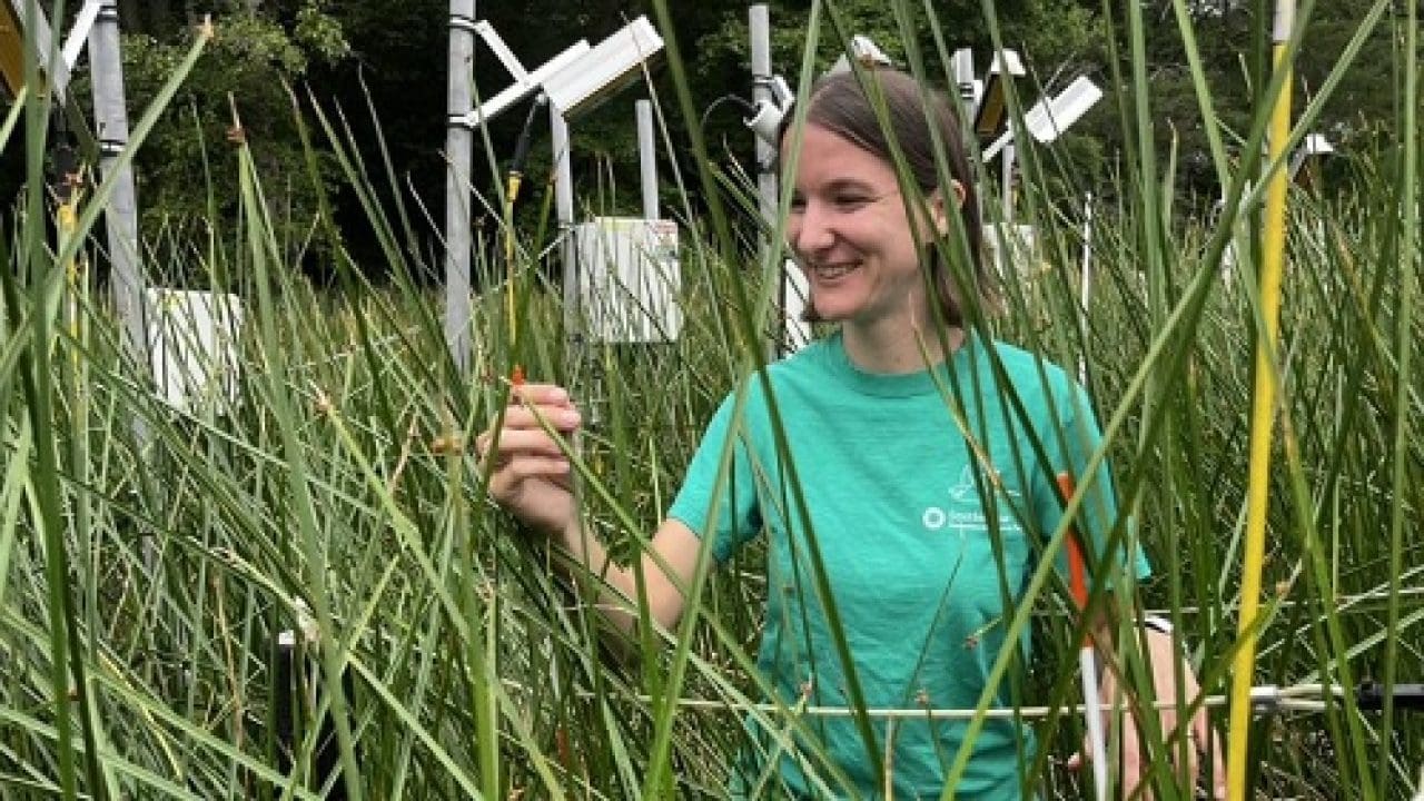 Smithsonian Scientists Work to Save Maryland’s Marshes and Beyond | citybiz