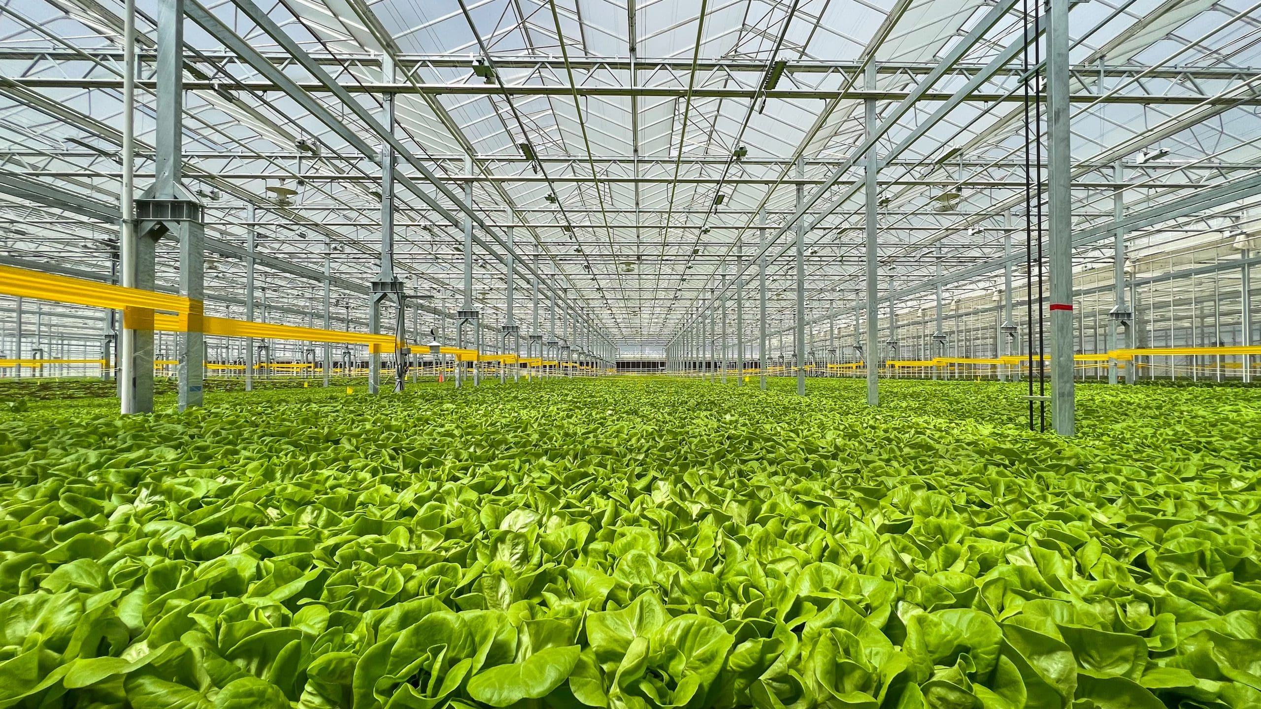 Tour Gotham Greens, an Urban Rooftop Farm in Brooklyn